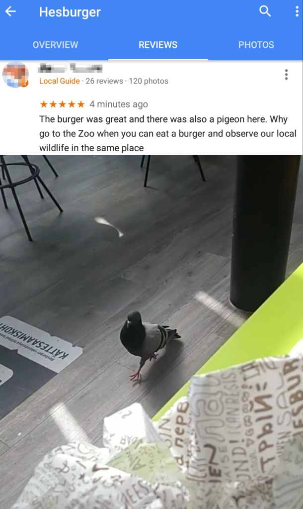 Pigeon