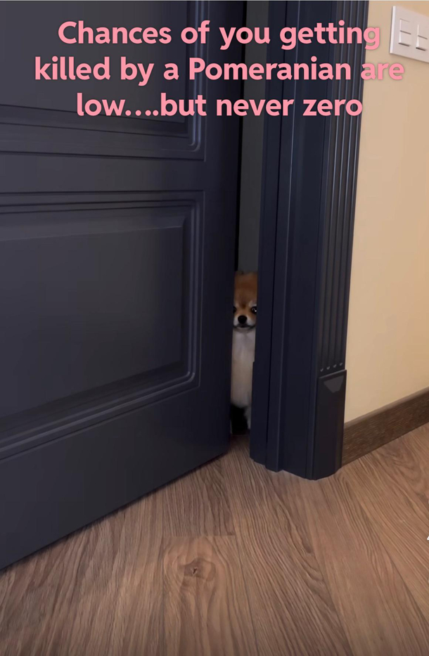 Pomeranian