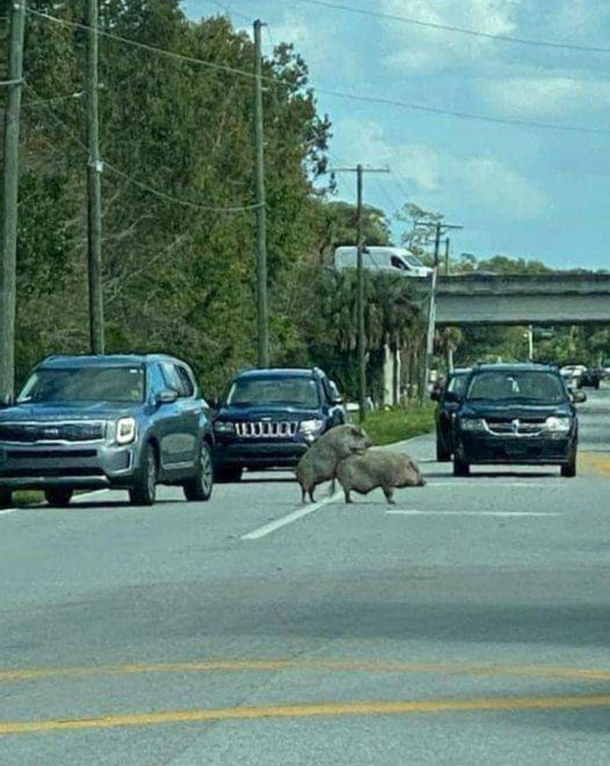  porkers in the road in AZ bonus joke in comments