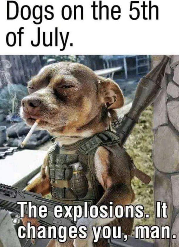 PTSDOG