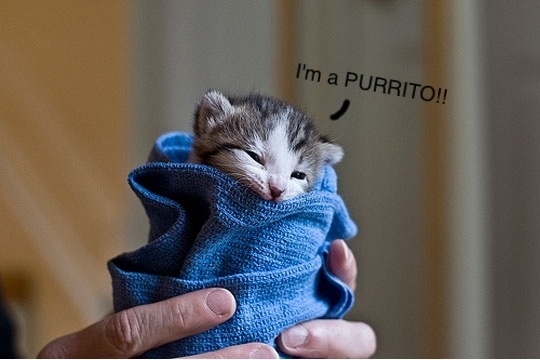 -purrito-114998.jpg