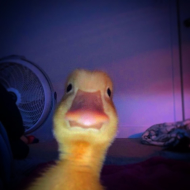 Quack