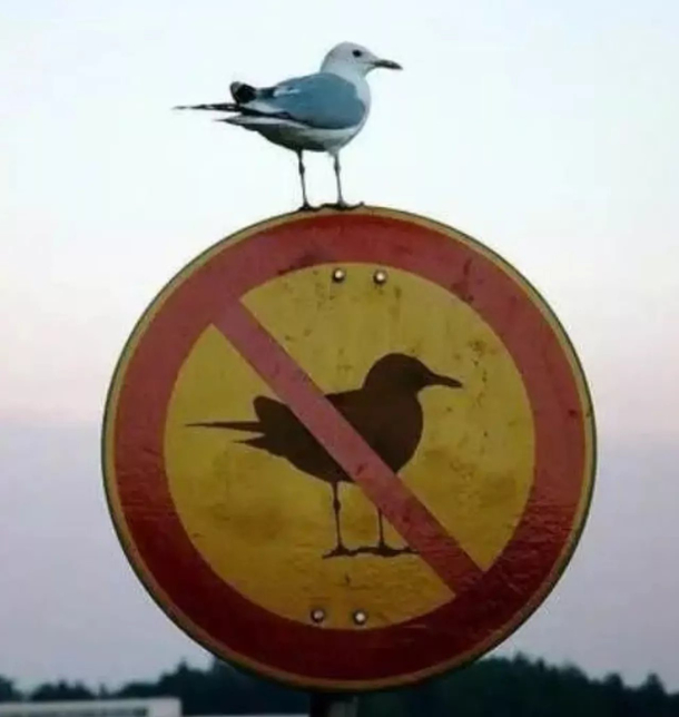 Rebel