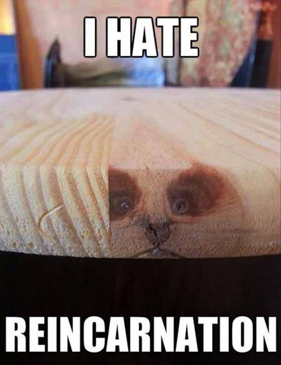 Reincarvnation