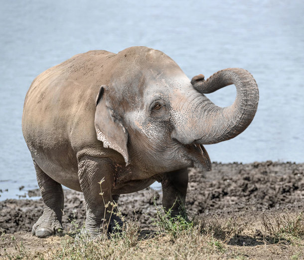 Rhinophant