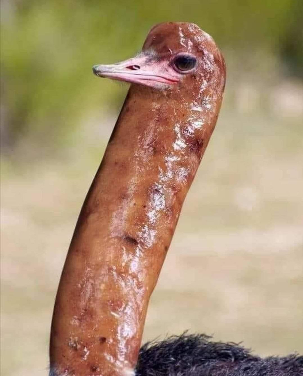 Saustrich