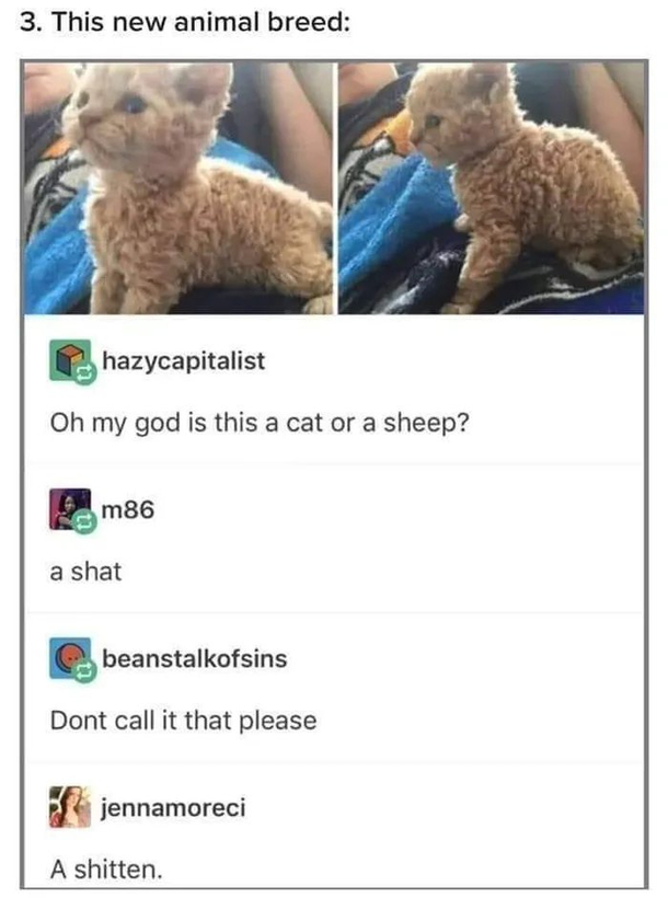 Scat