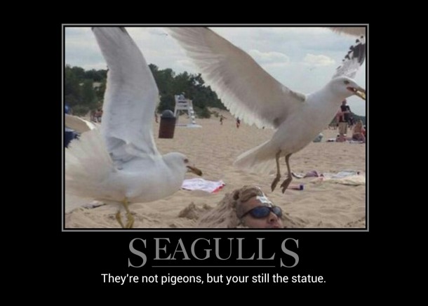 Seagulls