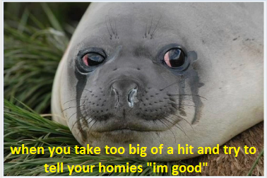 Seal