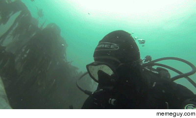 Sealfie