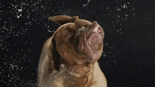 Shake