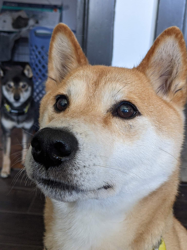  Shibas posing for a photo