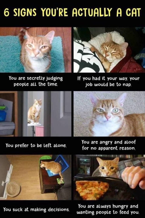  signs youre actually a cat