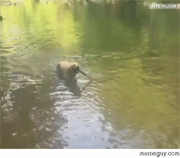Skills