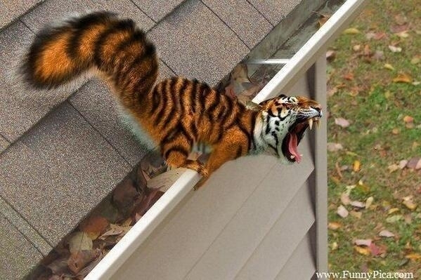 Squiger
