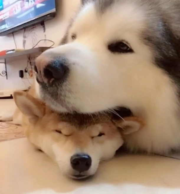 Squish