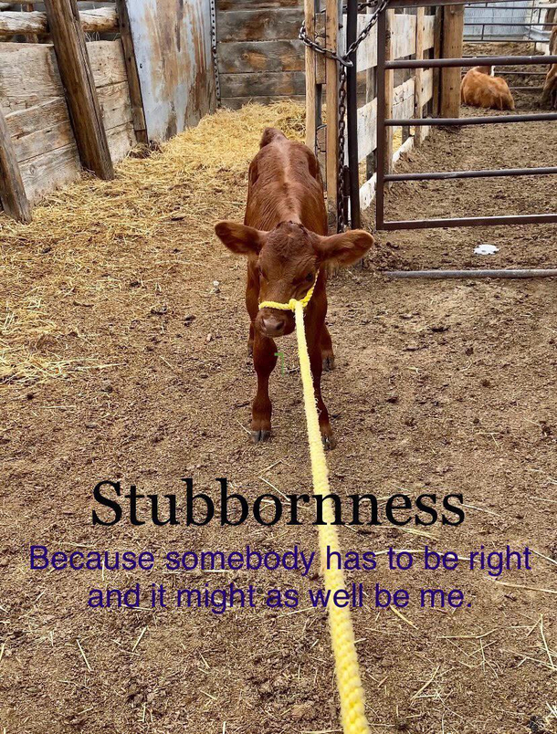 Stubbornness