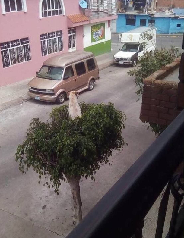  surveillance