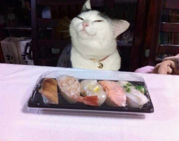 Sushicat