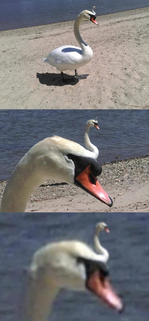 Swanception