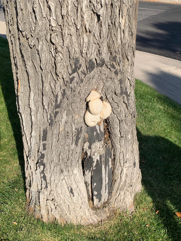 Treenis