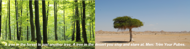 Trees