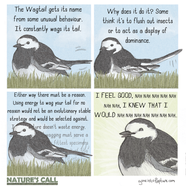 Wagtail