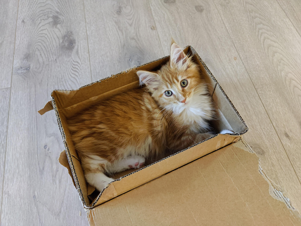  weeks old and already hopelessly addicted to boxes
