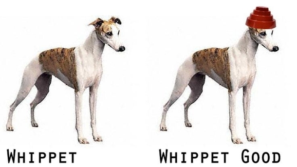 Whippet