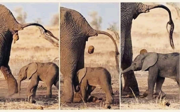 Wildlife