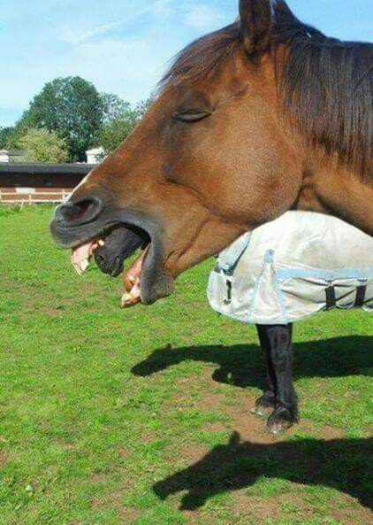 Xenohorse