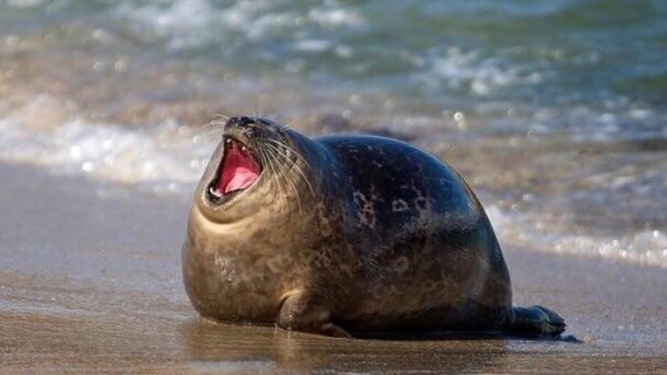 Yawn