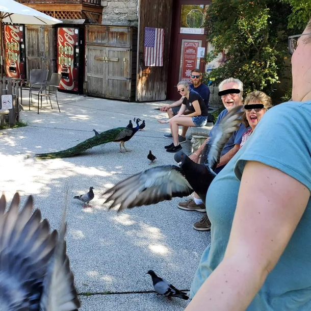  years ago today I was attacked by pigeons at the Fount of Youth St Augustine