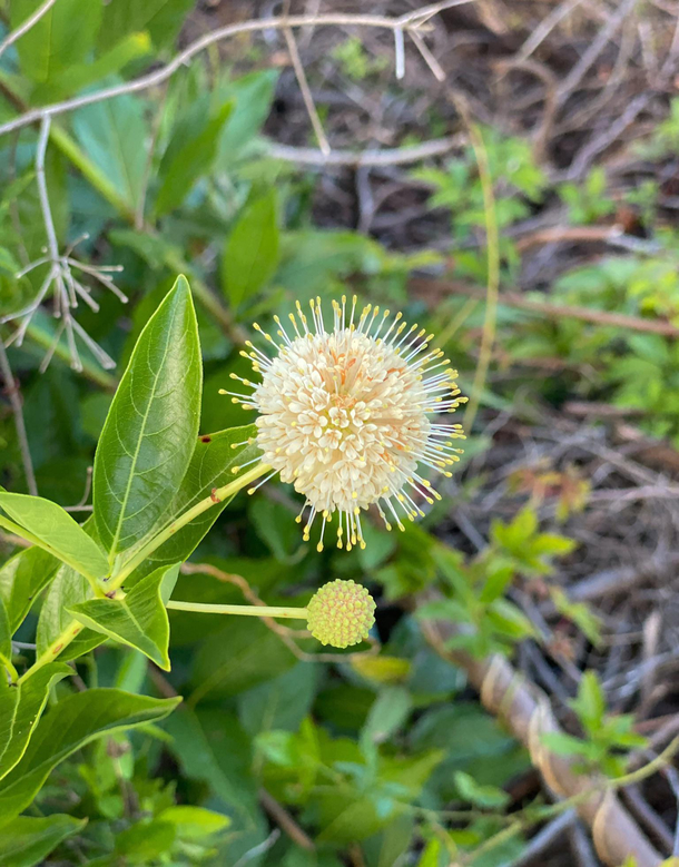 A baby Covid- in its natural habitat