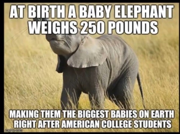 A Baby Elephant Weighs  Pounds