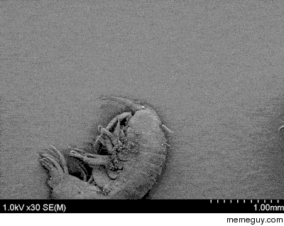 A bacterium living on the diatom of and amphipod