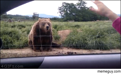 A bear waves back to someone in a car