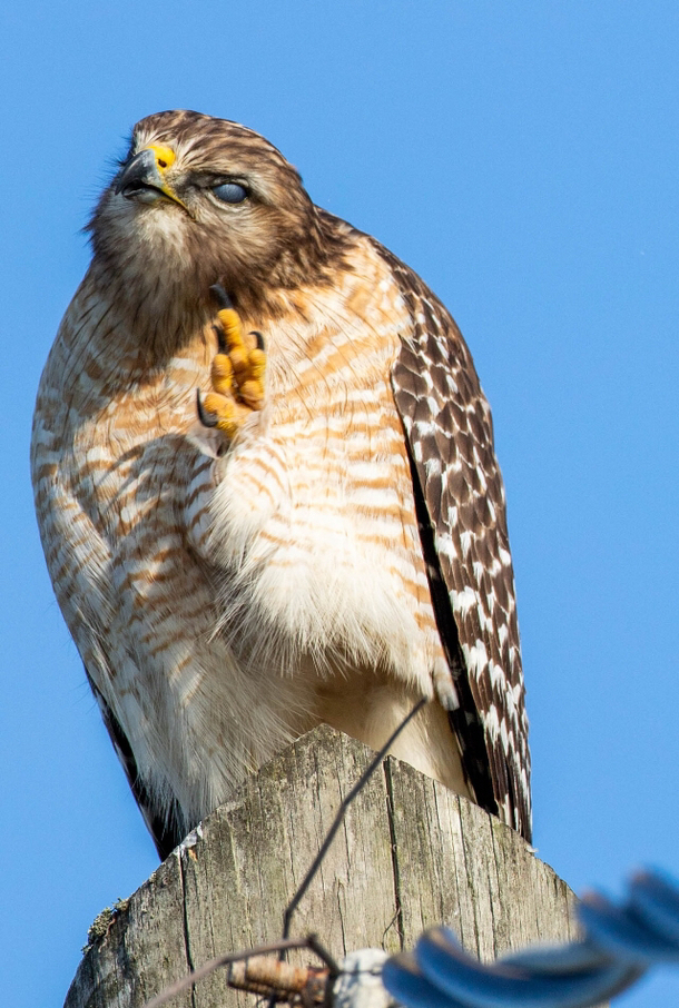 A bird giving me the bird