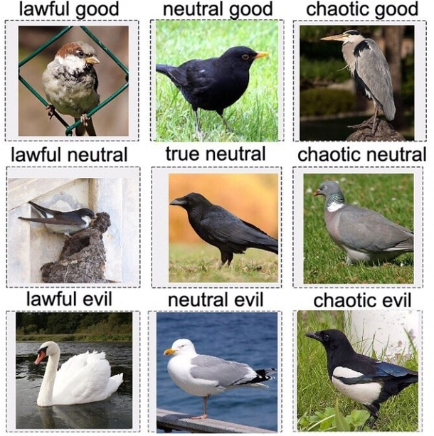 A birdwatchers guide