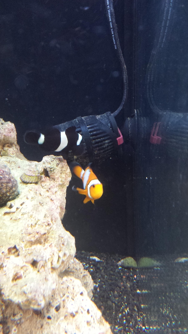 A black short male CLOWNfish we gonna call him Kevin Heart
