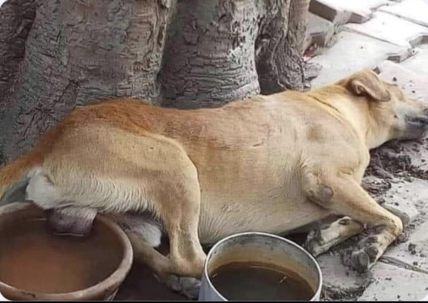 A bowl a day to save the stray