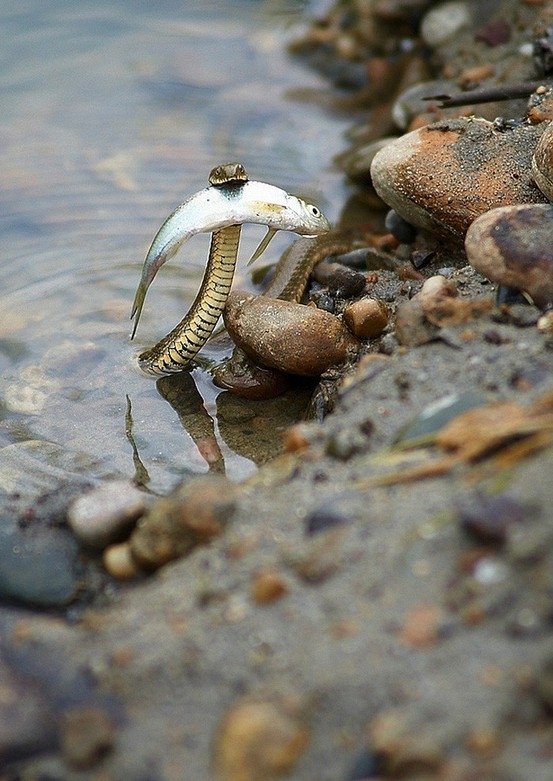 A brave snake saving a fish from drowning