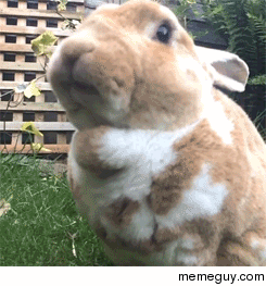 A bunny chewing
