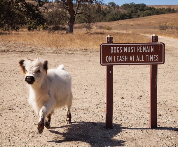 A calf showing off to dogs