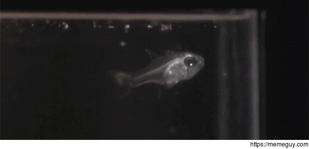 A cardinal fish spitting light 