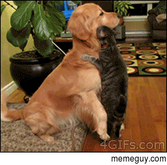 A cat and a dog share how they feel about eachother