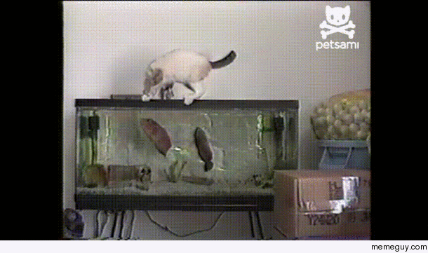 A cat and a fish in a tank