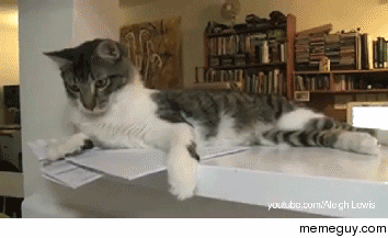 A cat being a jerk