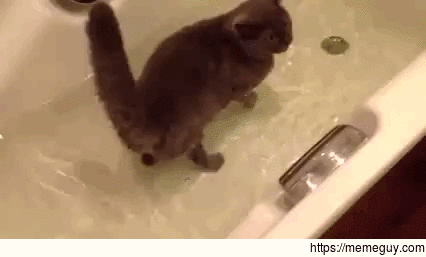 A cat having a bath with its friend the fish