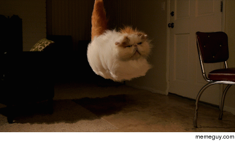 A cat hovers into the air